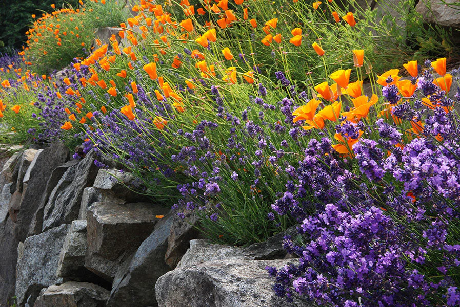 English-Lavender